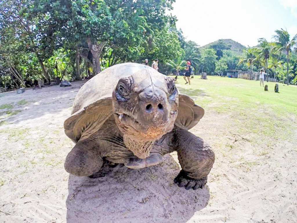 curieuse seychelles turtle